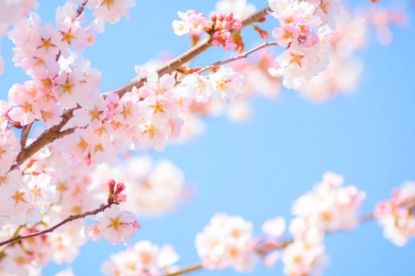 桜